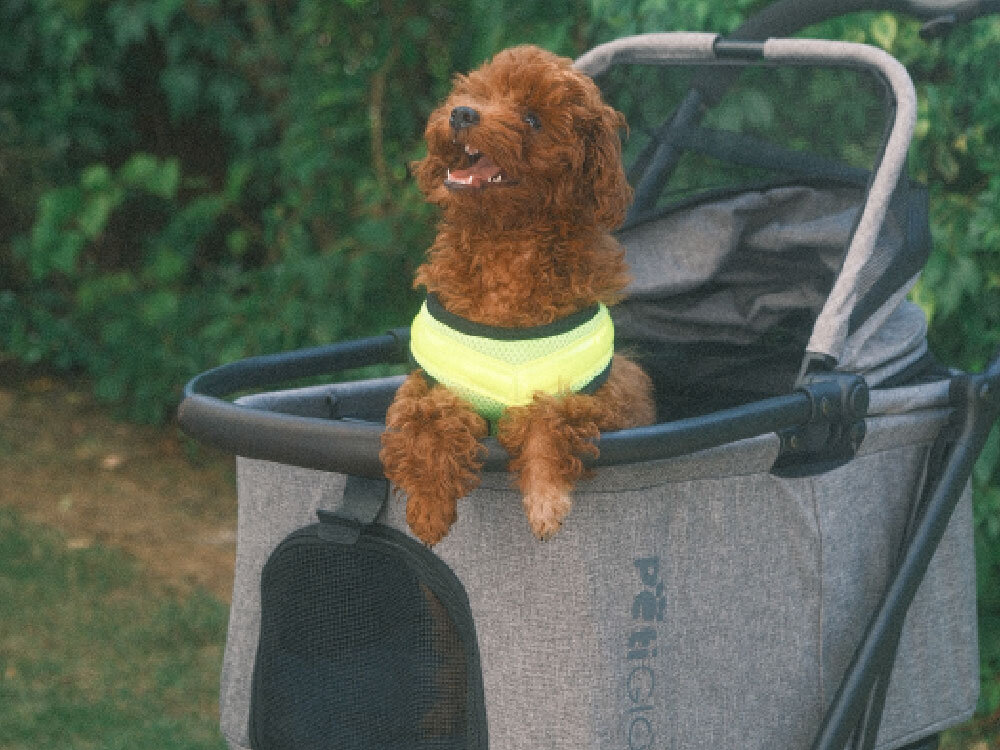 Wózek dla zwierząt PETIGIO PETI-700 Peti-to-Travel Brązowy pudelek w jaskrawej, odblaskowej kamizelce wyglądający z otwartego wózka dla zwierząt marki PetiGio na tle zieleni.