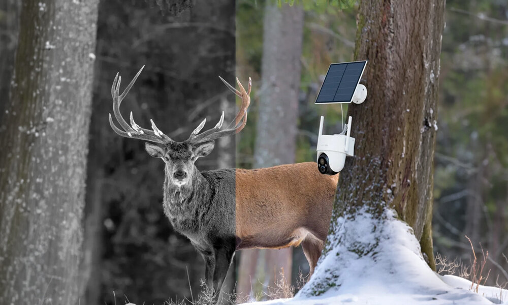 Na pniu drzewa wisi kamera z panelem solarnym. Kadr z jeleniem jest podzielony na część czarno-białą i kolorową, ukazującą tryby kamery.
