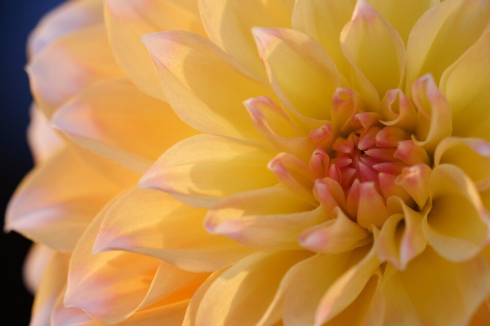 Obiektyw PANASONIC S-R70300E 70-300mm f-4.5-5.6  kwiat  