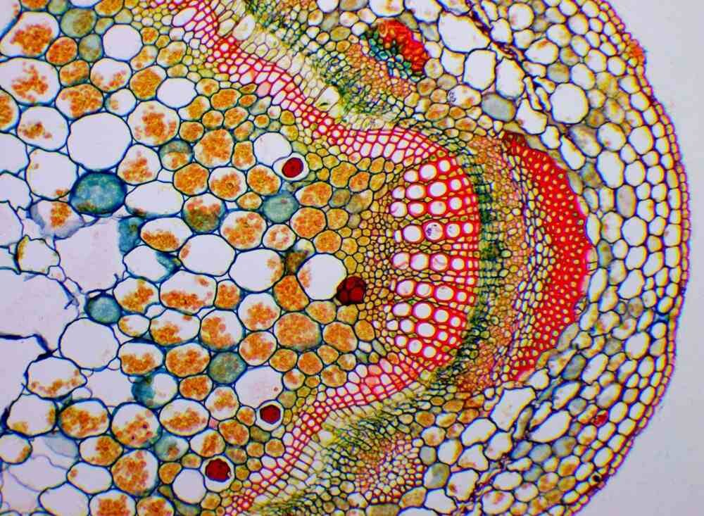 Mikroskop DELTA OPTICAL Genetic Pro Mono stolik