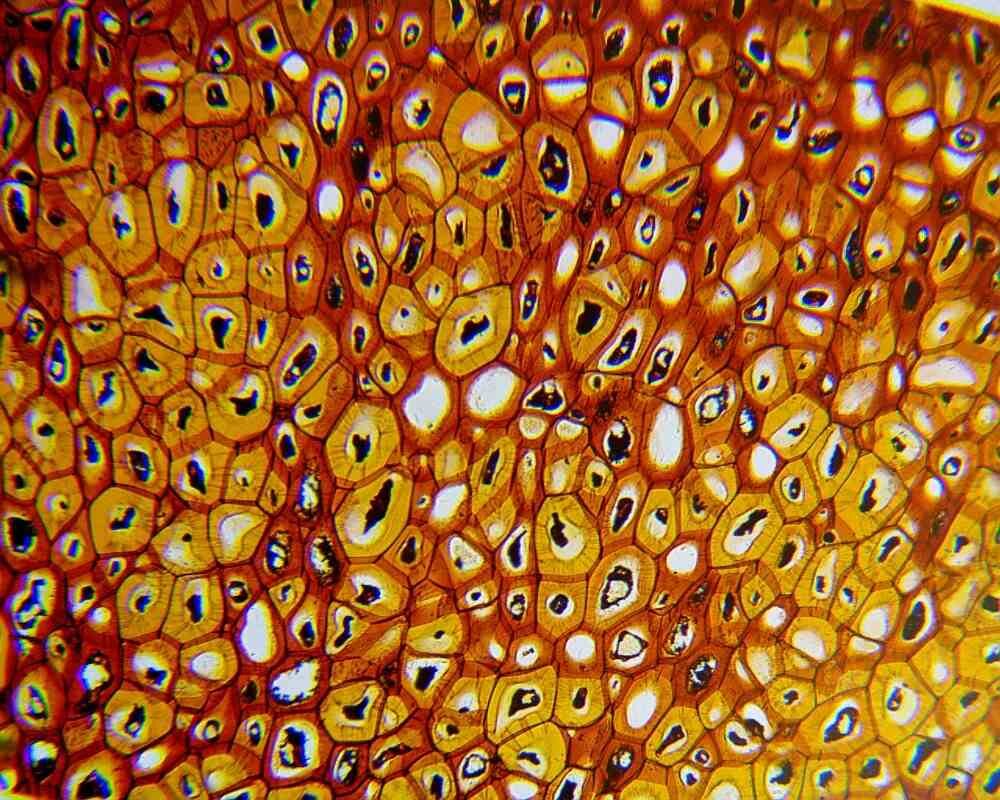 Mikroskop DELTA OPTICAL Biolight 100 optyka 