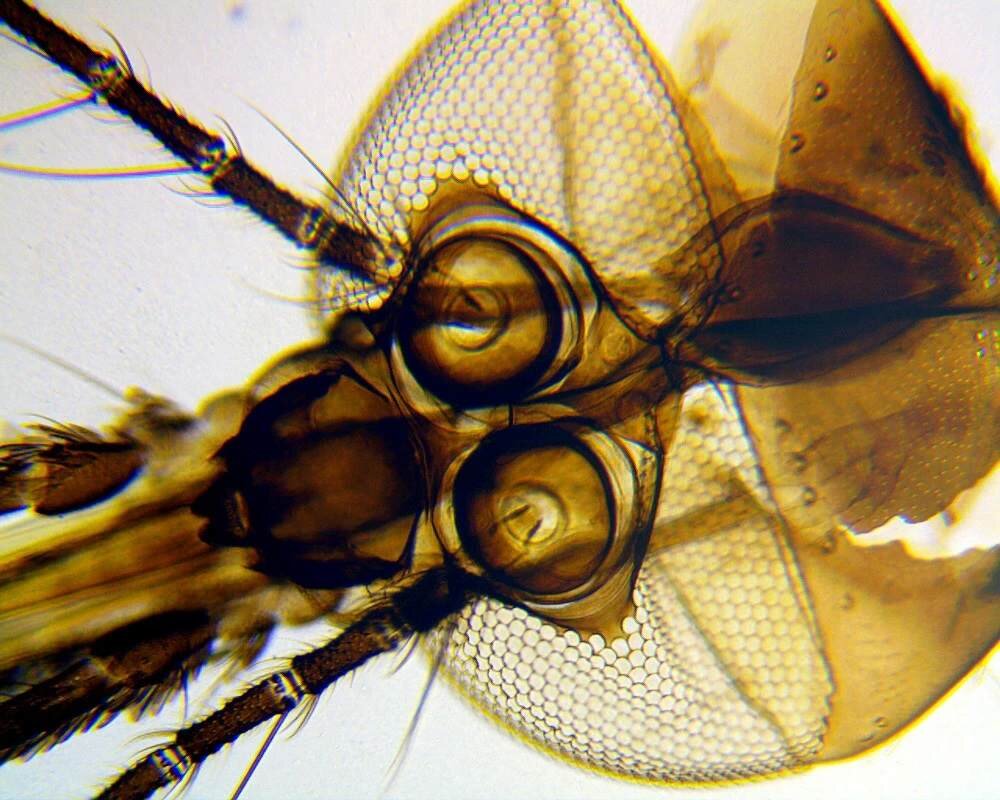 Mikroskop DELTA OPTICAL Biolight 100 Koło 