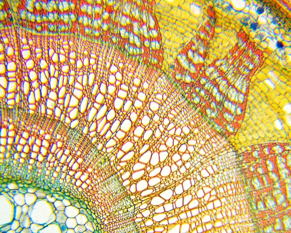 Mikroskop DELTA OPTICAL Biolight 100 Kompatybilność 