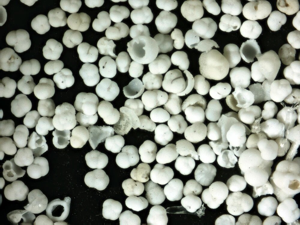 Mikroskop DELTA OPTICAL Biolight 100 ergonomia 