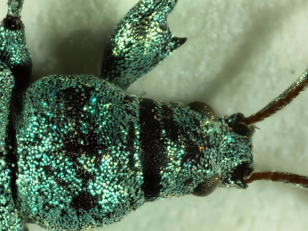 Mikroskop DELTA OPTICAL Biolight 100 Uniwersalny 