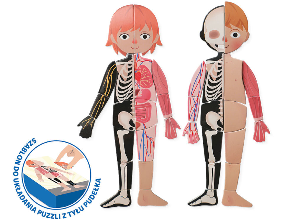 Puzzle magnetyczne ASKATO Genialny Dzieciak Ciało człowieka 127798 Magnetyczne układanki edukacyjne przedstawiające przekrój anatomiczny ciała dziewczynki i chłopca z widocznym szkieletem i organami wewnętrznymi.