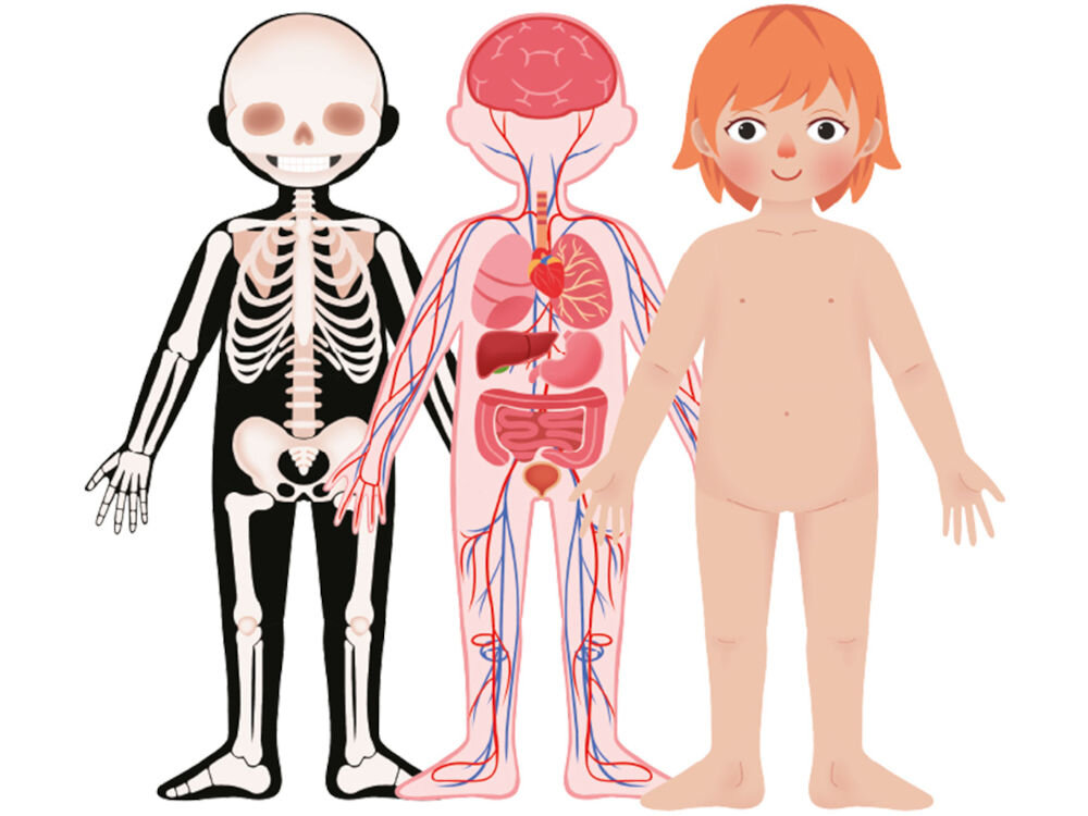 Puzzle magnetyczne ASKATO Genialny Dzieciak Ciało człowieka 127798 Ilustracja trzech warstw budowy ciała dziewczynki: pełny układ kostny na czarnym tle, sylwetka z zaznaczonymi organami i układem krwionośnym oraz postać zewnętrzna.