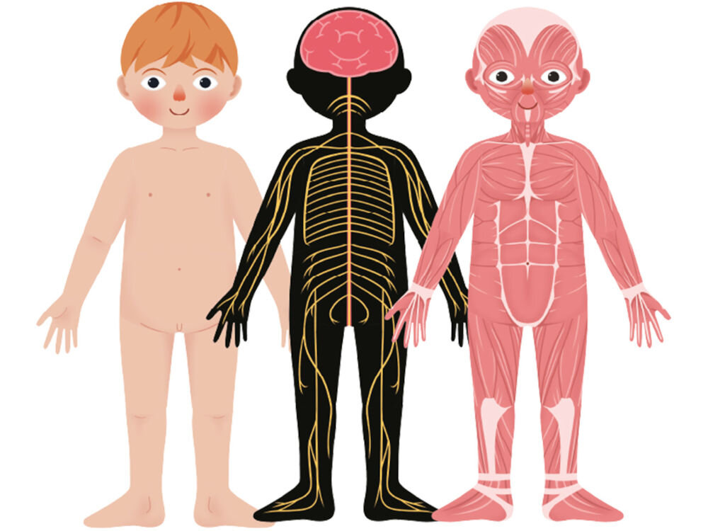 Puzzle magnetyczne ASKATO Genialny Dzieciak Ciało człowieka 127798 Grafika edukacyjna pokazująca trzy aspekty budowy ciała chłopca: wygląd zewnętrzny, układ nerwowy z mózgiem oraz szczegółowy układ mięśniowy.