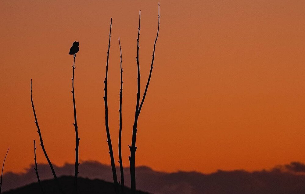 Aparat CANON EOS RP  matryca obiektyw zdjęcia przysłona af ekran bateria 