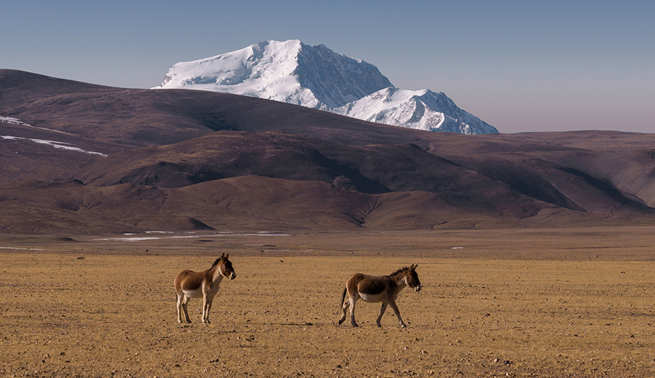 Dron DJI Mavic 4 Pro osły na pustyni  
