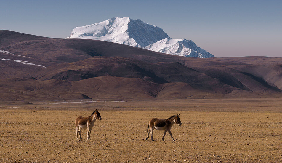 Dron DJI Mavic 4 Pro osły na pustyni  