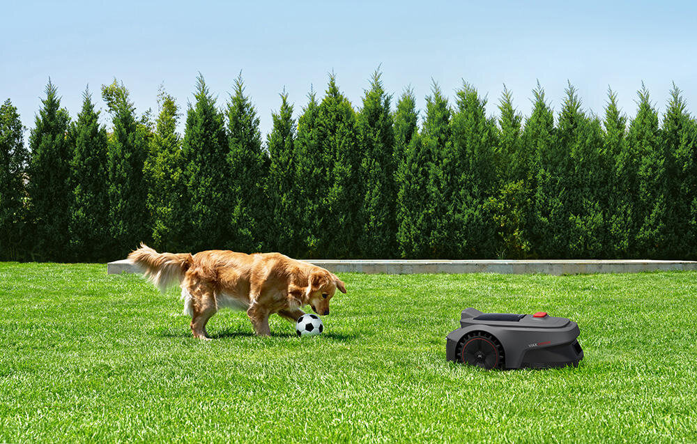 Na trawniku znajduje się robot koszący oraz pies bawiący się piłką. W tle widoczne są wysokie drzewa iglaste.