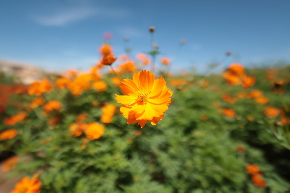 Canon RF 14 mm f/1.4L VCM elementy asferyczne GMo ostrość w całym kadrze astrofotografia gwiazdy
