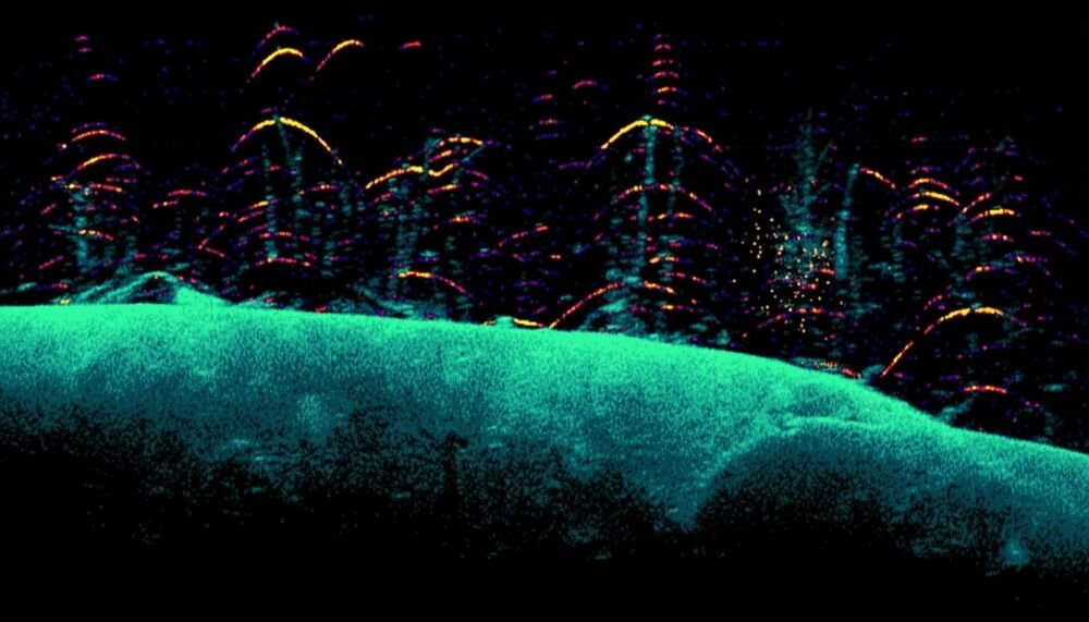 LOWRANCE Eagle Eye 9 Live DownScan Imaging skały drzewa struktury podwodne, kadr z urzadzenia