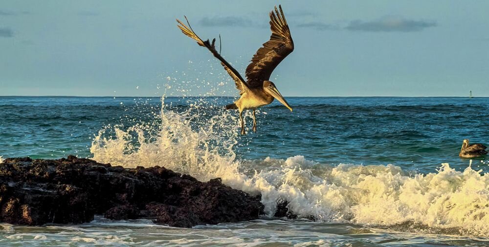 Smartfon HUAWEI P70 Pro migawka