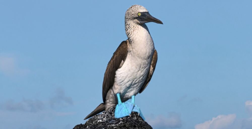 Smartfon HUAWEI P70 Pro wideo