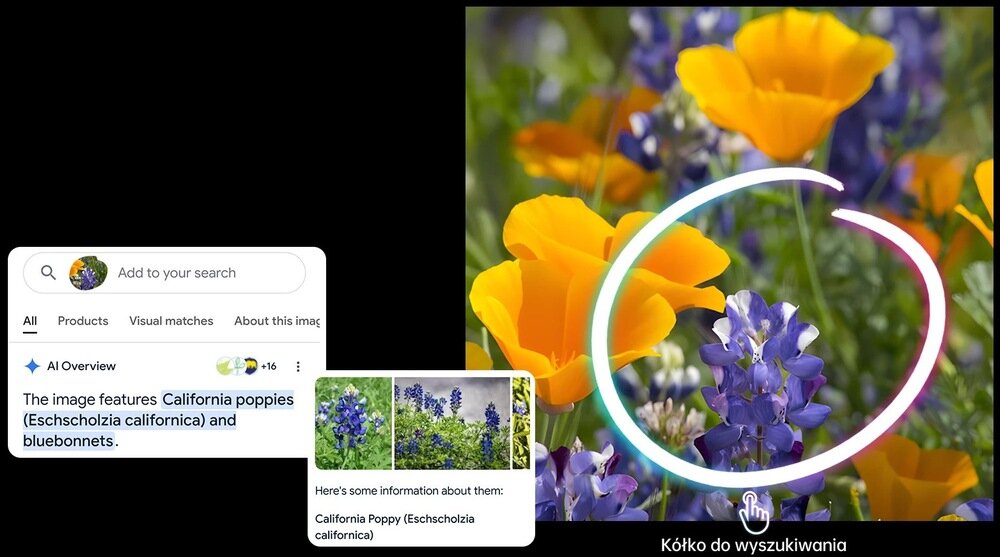 Obraz przedstawia żółte i niebieskie kwiaty na tle zieleni. Widoczny jest tekst: \'The image features California poppies (Eschscholzia californica) and bluebonnets.\' oraz \'California Poppy (Eschscholzia californica)\'.