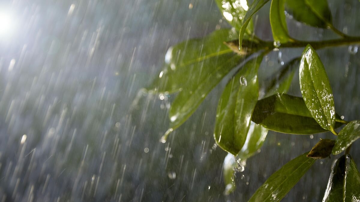 Lampa ogrodowa PHILIPS HUE Turaco 929004308201, IP44, aluminium, zewnętrzna, trwała, Zielone liście w strugach deszczu oświetlone lampą ogrodową.