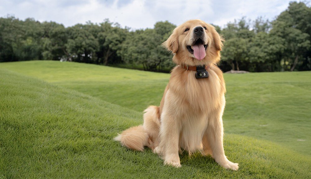 Kamera sportowa DJI Osmo Nano Pies rasy golden retriever siedzący na trawie z przypiętą na obroży małą kamerą, pamięć, akcesoria