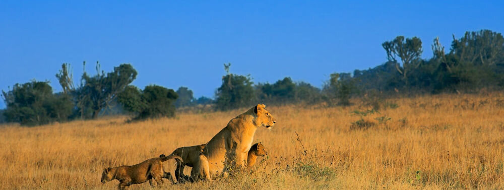 Projektor XGIMI Horizon S Max - Wizjonerska jakość obrazu