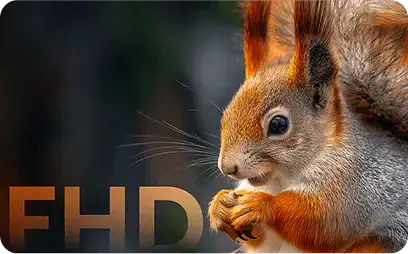 Zbliżenie na uroczą wiewiórkę z widocznymi detalami futra oraz napis FHD (Full High Definition)