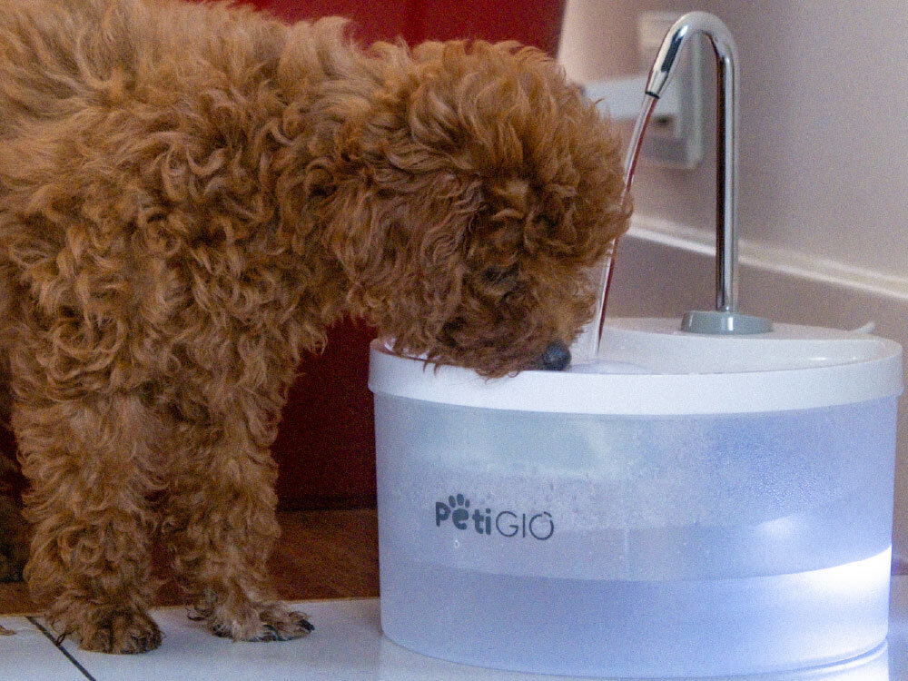 Na zdjęciu widać psa pijącego wodę z fontanny dla zwierząt. Na fontannie znajduje się logo \'PETiGIO\'.