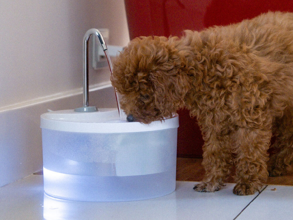 Na podłodze stoi przezroczysta fontanna dla zwierząt z metalowym kranem, z której pije mały, brązowy pies. Fontanna jest wypełniona wodą i lekko podświetlona od dołu.