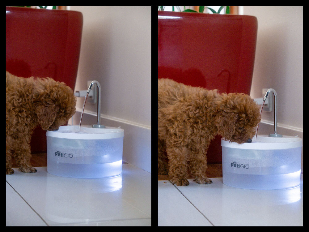 Na zdjęciu widać fontannę dla zwierząt z logo \'PETIGIO\', z której pije mały, brązowy piesek. Fontanna jest podświetlona na biało i znajduje się na podłodze obok czerwonej donicy.