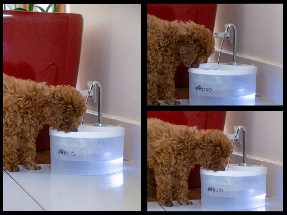 Na zdjęciu widać małego psa pijącego wodę z fontanny dla zwierząt marki PETIGIO. Fontanna jest biała, podświetlona i znajduje się obok czerwonej donicy.