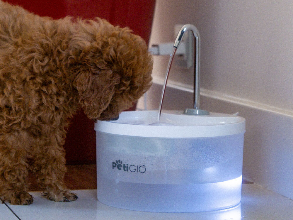 Na zdjęciu widać psa pijącego wodę z fontanny dla zwierząt. Na fontannie znajduje się logo \'petiGIO\'.