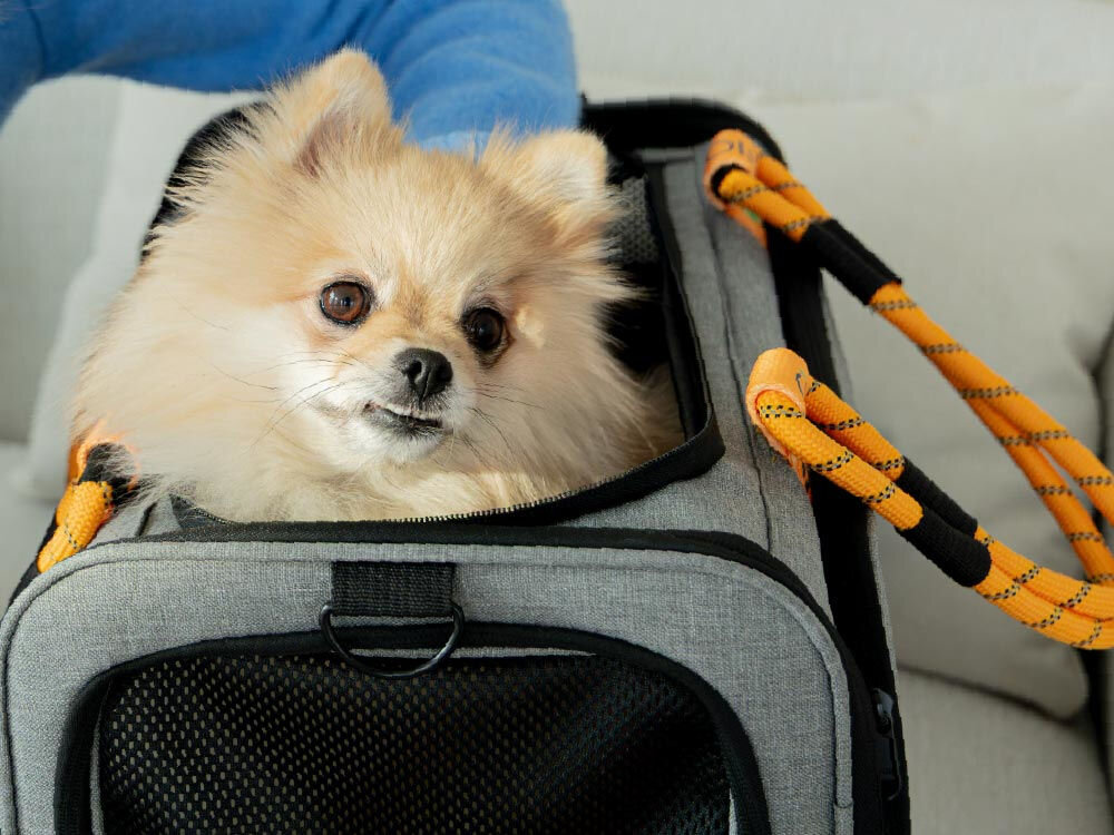 Ujęcie z góry przedstawiające psa rasy pomeranian siedzącego w szarym nosidełku z pomarańczowo-czarnymi rączkami, z ręką kobiety w tle.