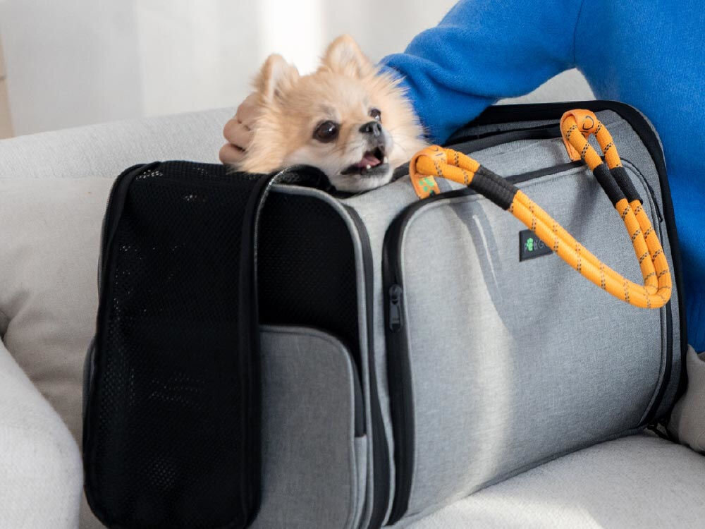 Pies rasy pomeranian z otwartym pyszczkiem siedzi w szarym nosidełku podróżnym, z ręką kobiety w niebieskiej bluzce na nim.