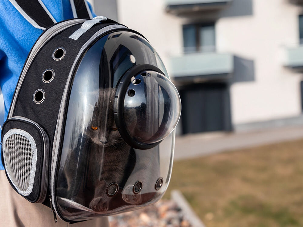 Szary kot siedzi w czarnym plecaku-nosidle z przezroczystą półkulą, patrząc przez nią. Kobieta w niebieskiej bluzce niesie plecak. Tło jest rozmyte.