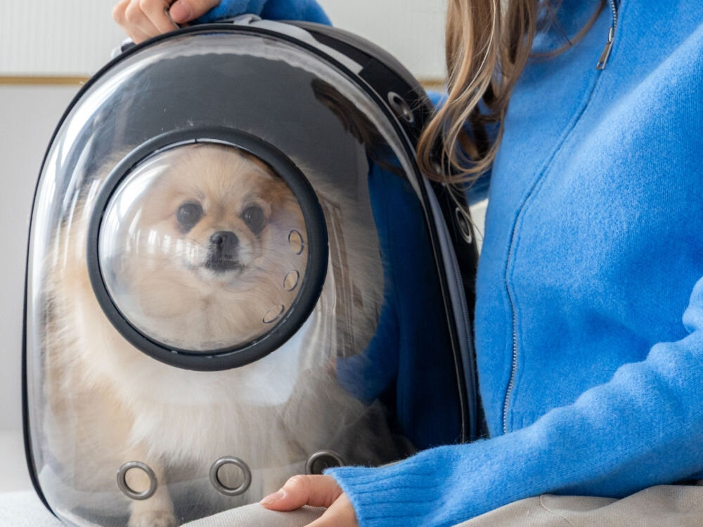 Kobieta w niebieskiej bluzce trzyma czarny plecak-nosidło, w którym siedzi mały, puszysty pies rasy pomeranian. Pies patrzy prosto w kamerę przez przezroczystą półkulę.