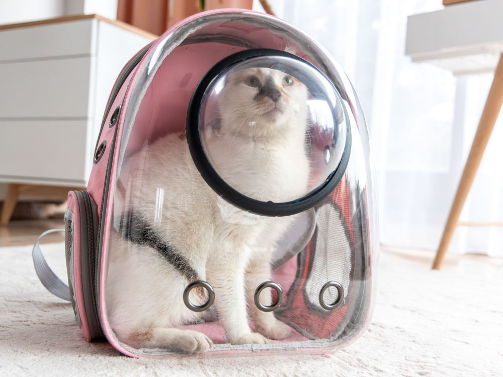 Biały kot siedzący wewnątrz różowego plecaka transportowego z dużą przezroczystą szybą i otworem wentylacyjnym.