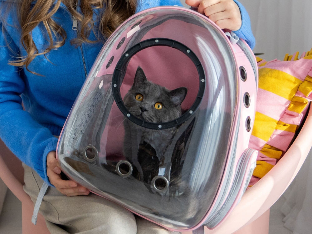 Zbliżenie na szarego kota o miodowych oczach, patrzącego przez okrągłe wypukłe okienko w różowym plecaku transportowym.