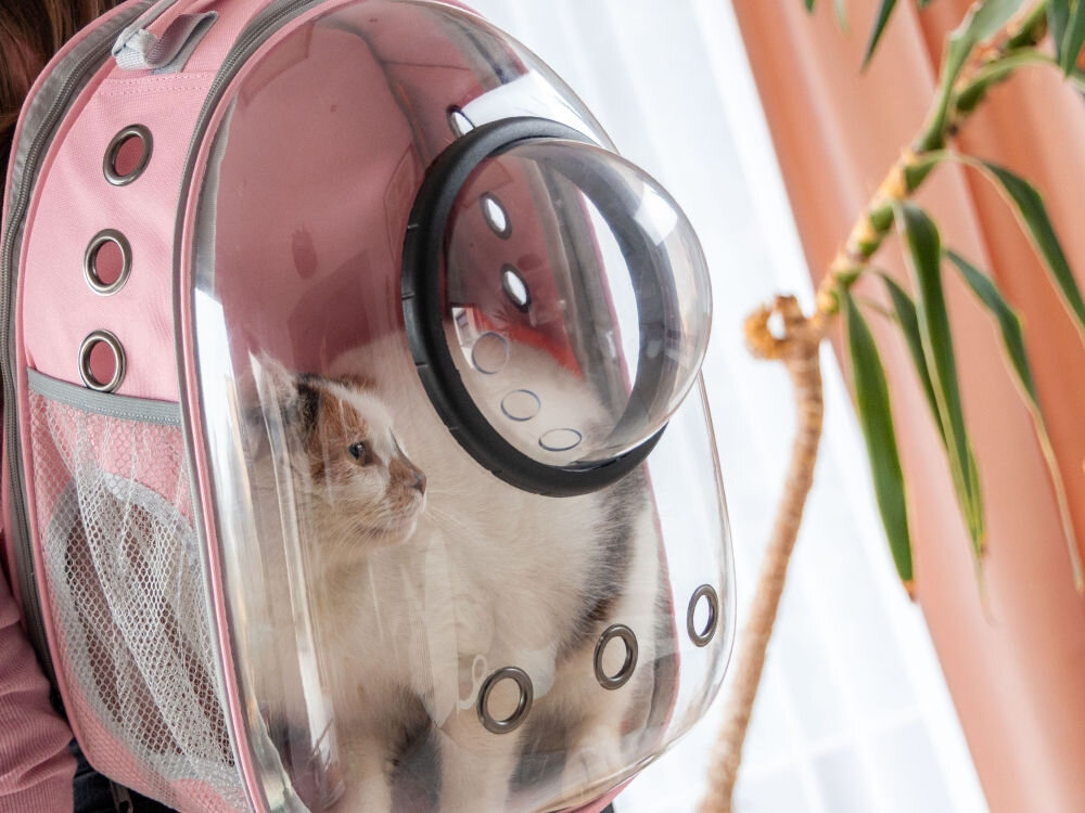 Biały kot w łaty siedzący w różowym plecaku z przezroczystą kopułą, widoczne otwory wentylacyjne i boczna kieszeń z siatki.
