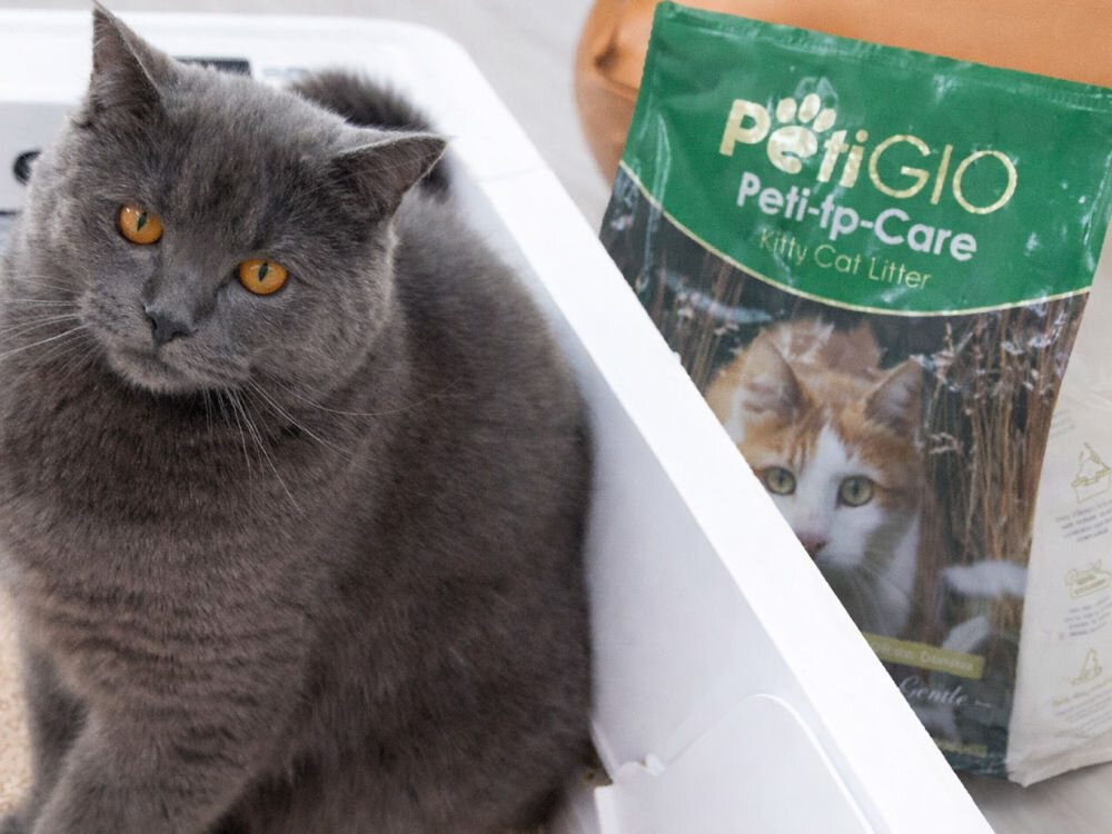 PetiGIO PETI-261 szybkie zbrylanie tofu Green Tea Zbliżenie na szarego kota o miodowych oczach, który siedzi przy białej obudowie urządzenia. Obok widoczne jest zielone opakowanie żwirku tofu dla kota marki PetiGiò z serii Peti-to-Care.