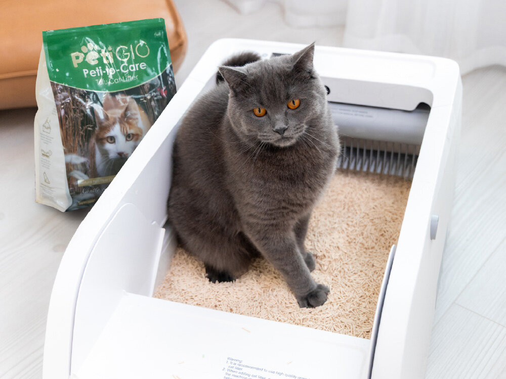 PetiGIO PETI-261 delikatny żwirek tofu Green Tea Szary brytyjski kot siedzi wewnątrz otwartej, białej kuwety automatycznej PetiGiò wypełnionej jasnym żwirkiem tofu. W tle stoi opakowanie żwirku Peti-to-Care.