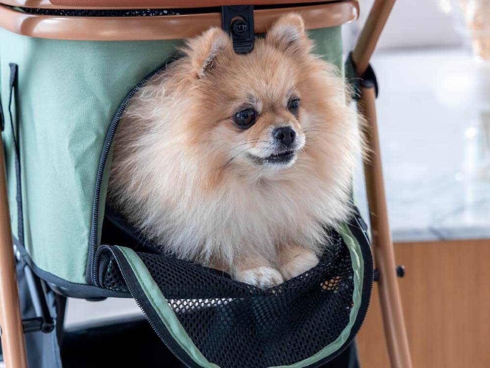 Wózek dla zwierząt PETIGIO Peti-to-Travel PETI-705-B Zbliżenie na puszystego Pomeraniana wyjrzącego przez boczne wejście oliwkowego wózka dla zwierząt PettiGio z brązową ramą.