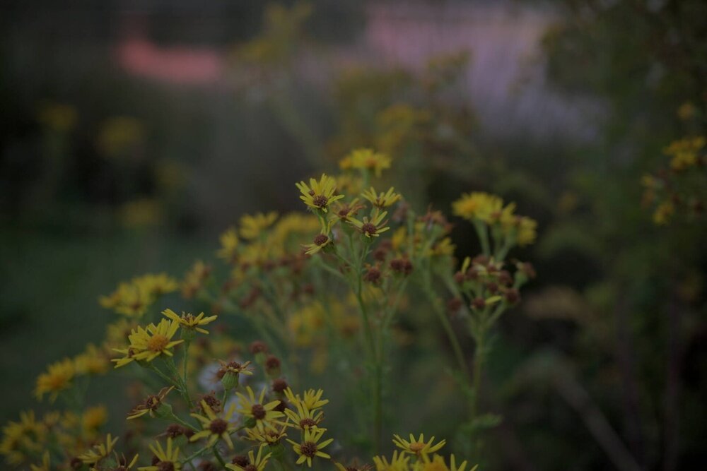 Aparat NIKON Z50II Imaging Cloud  