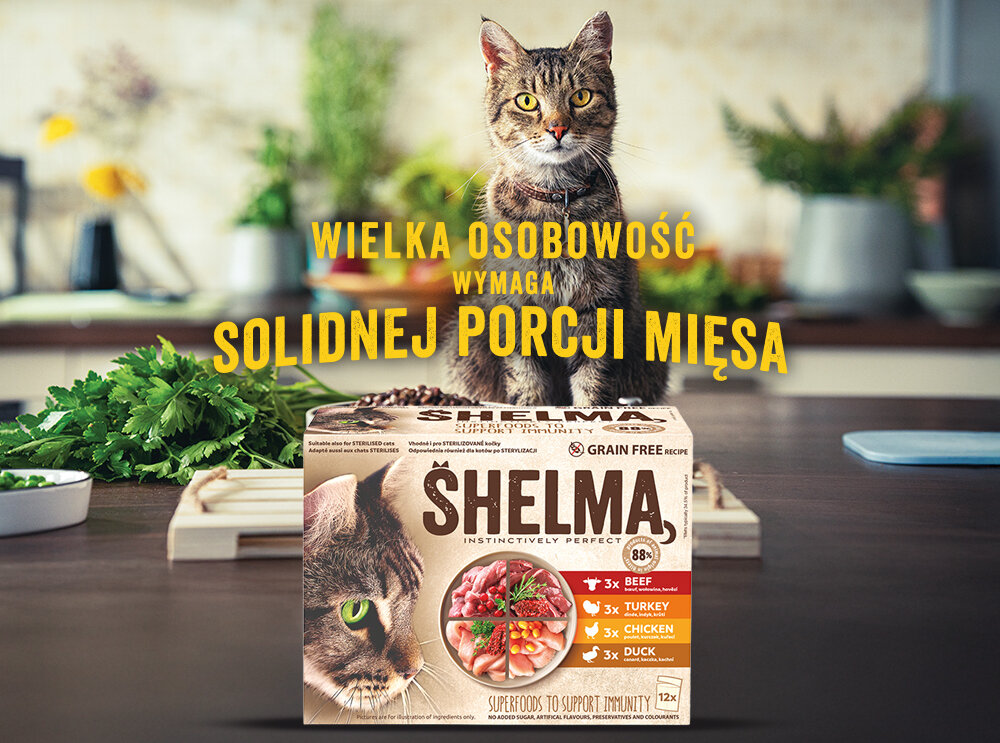 Na obrazie widoczny jest kot siedzący na blacie kuchennym, za którym znajduje się opakowanie karmy dla kota SHELMA. Na opakowaniu widnieje napis: \'WIELKA OSOBOWOŚĆ WYMAGA SOLIDNEJ PORCJI MIĘSA\'.