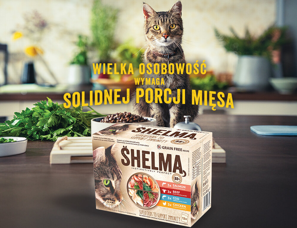 Na stole w kuchni stoi kot, a przed nim znajduje się opakowanie karmy SHELMA. Na obrazie widoczny jest tekst: \'WIELKA OSOBOWOŚĆ WYMAGA SOLIDNEJ PORCJI MIĘSA\'.