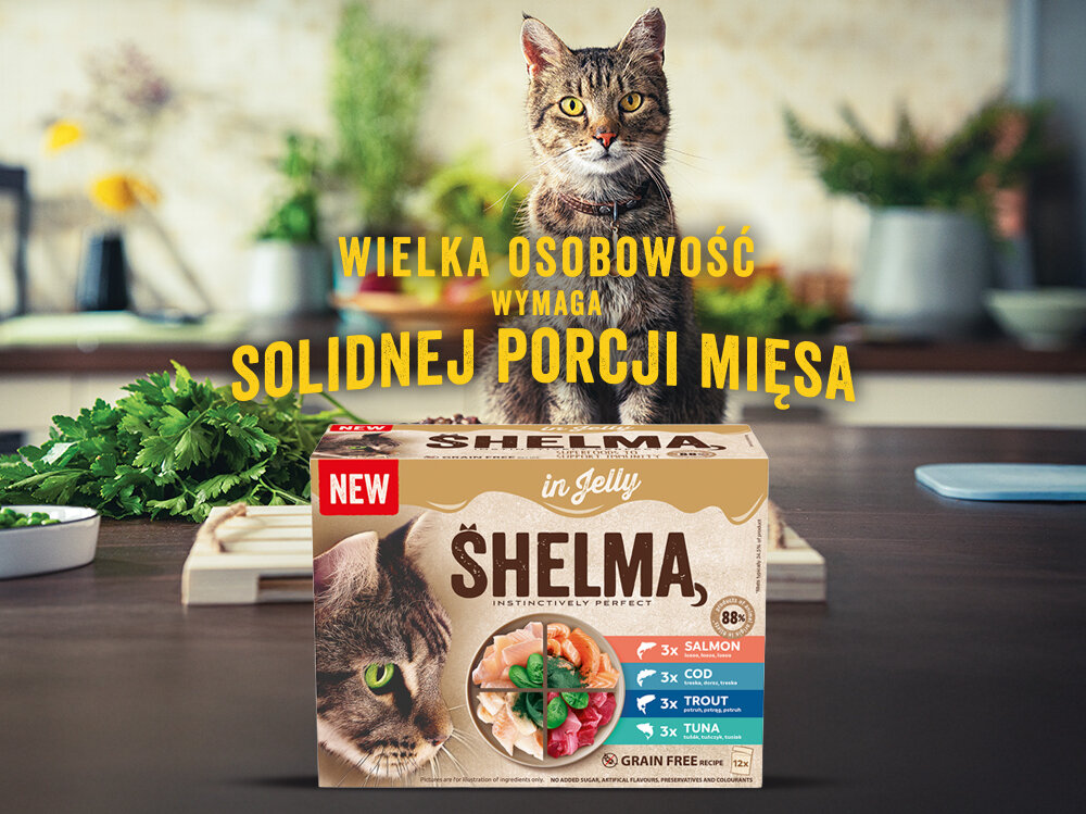 Na obrazie widoczny jest kot siedzący za opakowaniem karmy dla kota SHELMA Mix Smaków 12 x 85 g. Na opakowaniu znajduje się napis: \'WIELKA OSOBOWOŚĆ WYMAGA SOLIDNEJ PORCJI MIĘSA\'.