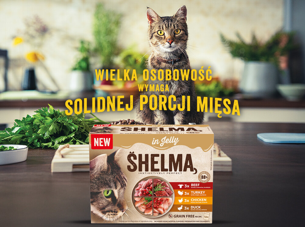 Na obrazie widoczny jest kot siedzący na blacie kuchennym, za którym znajduje się opakowanie karmy dla kota SHELMA in Jelly. Na opakowaniu widnieje napis: \'WIELKA OSOBOWOŚĆ WYMAGA SOLIDNEJ PORCJI MIĘSA\'.