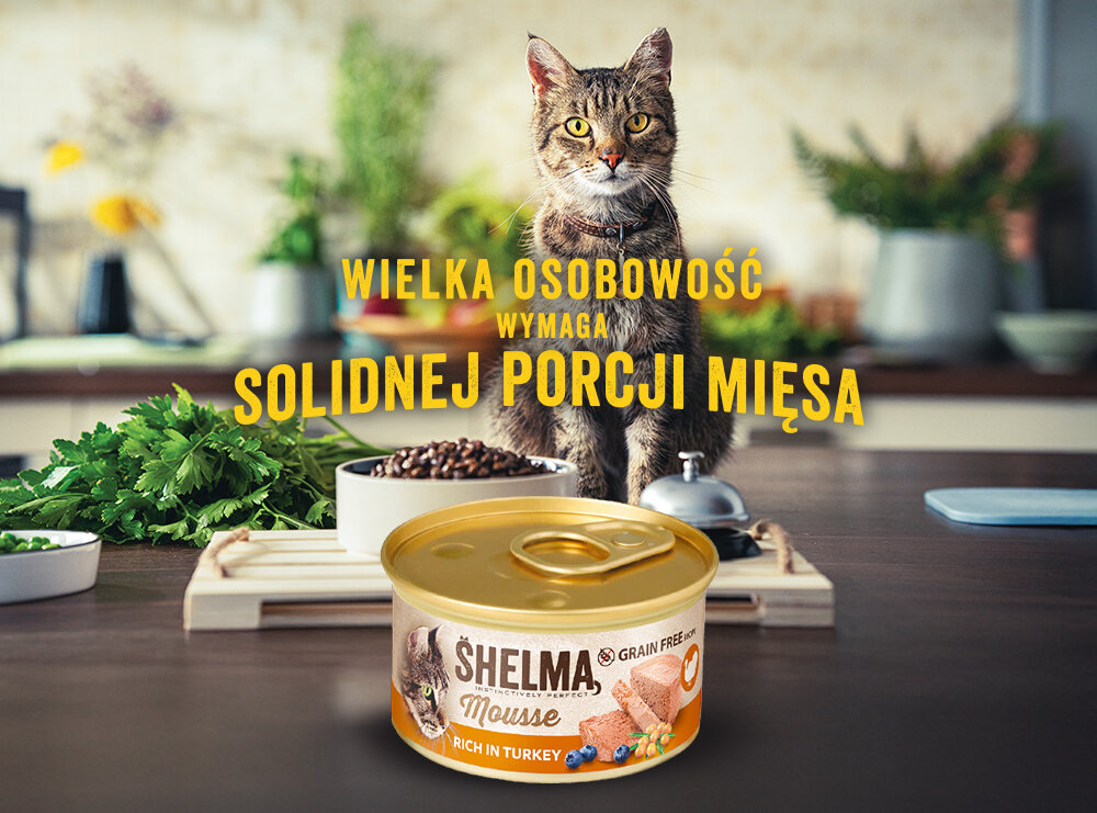 Na obrazie widoczny jest kot siedzący na blacie kuchennym, a przed nim puszka karmy SHELMA Mousse. Tekst na obrazie brzmi: \'WIELKA OSOBOWOŚĆ WYMAGA SOLIDNEJ PORCJI MIĘSA\'.