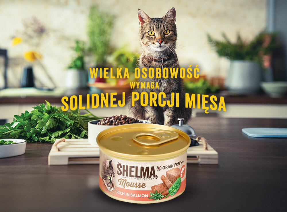 Na pierwszym planie znajduje się puszka karmy dla kota SHELMA Mousse, a w tle siedzi kot na blacie kuchennym. Tekst na obrazie: \'WIELKA OSOBOWOŚĆ WYMAGA SOLIDNEJ PORCJI MIĘSA\'.