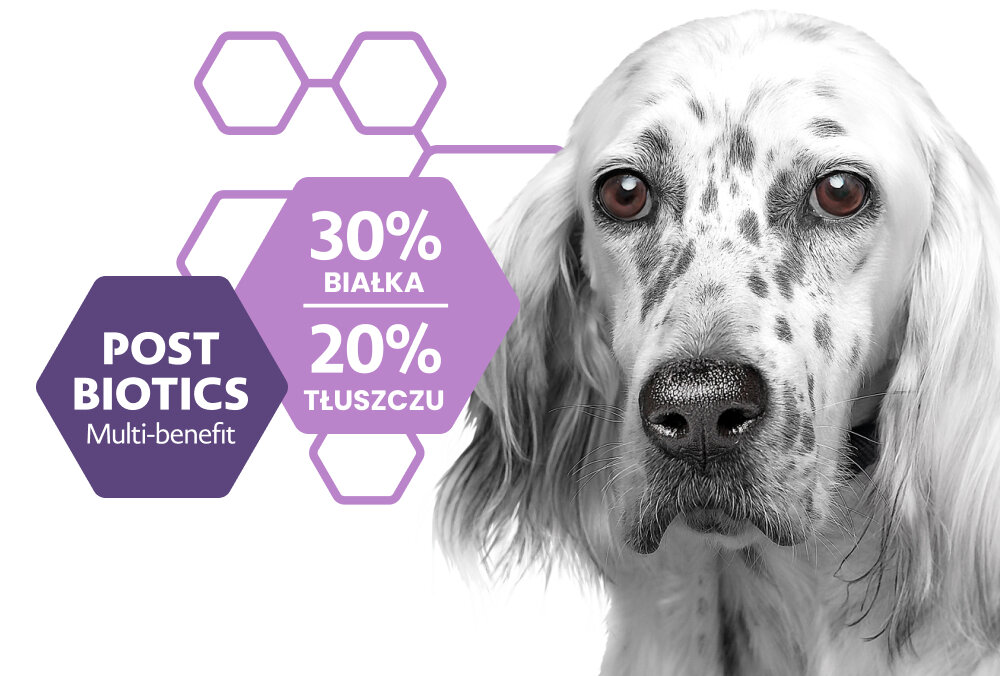 Obraz przedstawia psa z białą sierścią w czarne plamki oraz fioletowe sześciokąty z napisami: \'POST BIOTICS Multi-benefit\', \'30% BIAŁKA\', \'20% TŁUSZCZU\'.