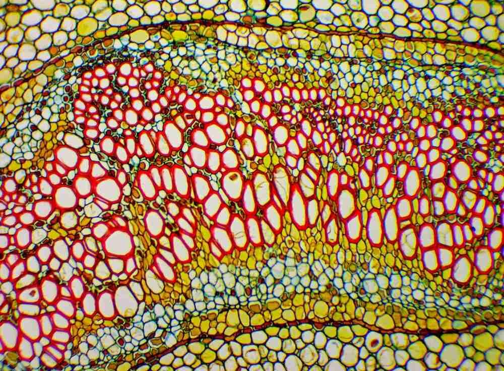 Mikroskop DELTA OPTICAL DO-3406 Optical Genetic Pro Trino oświetlenie