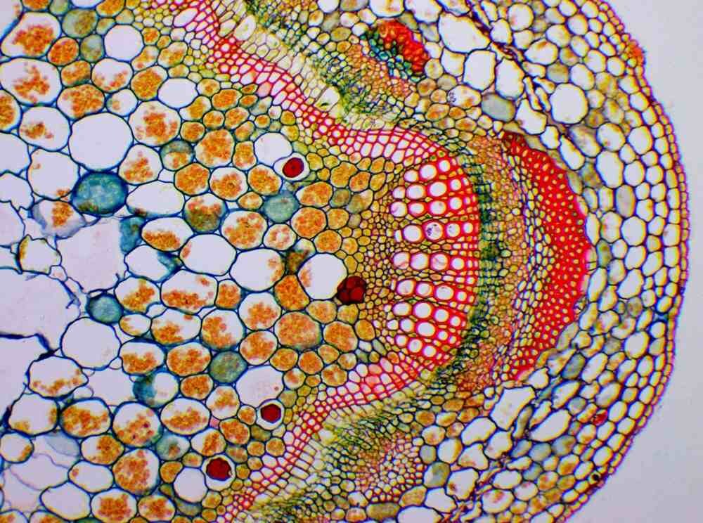 Mikroskop DELTA OPTICAL DO-3406 Optical Genetic Pro Trino konstrukcja